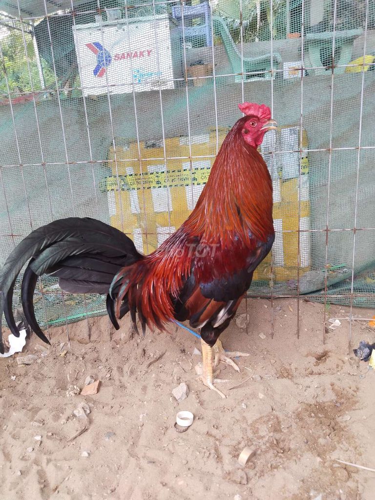 Gà chọi Sil Mỹ F1 Đực. Mua bán Gà tại Huyện Mỏ Cày Bắc Bến Tre được đăng bởi gà sinh viên hình 1