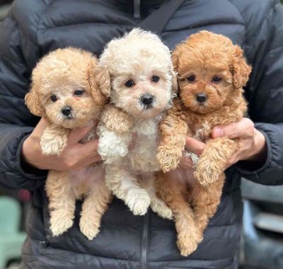 trại poodle thuần chủng