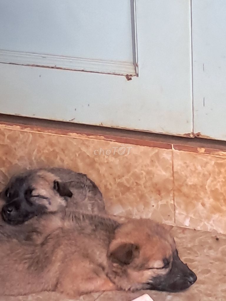 Chó con . Mua bán Chó tại Thành phố Buôn Ma Thuột Đắk Lắk được đăng bởi sang tồ hình 1