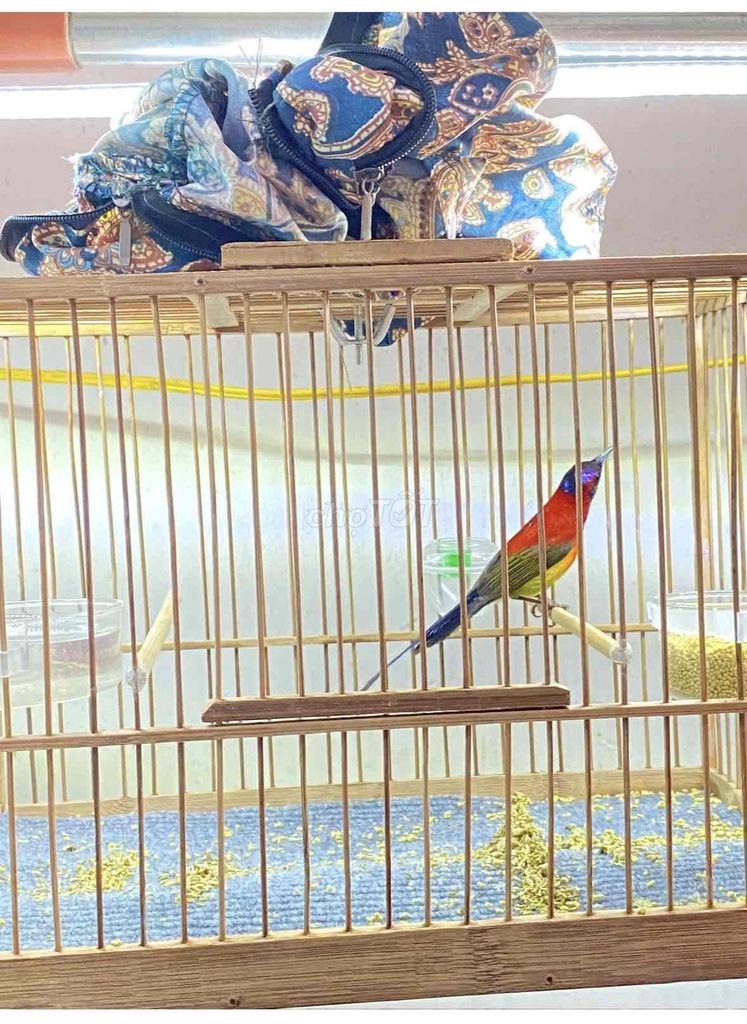 bộ hm ngực lửa chim đẹp. Mua bán Chim tại Quận 12 Tp Hồ Chí Minh được đăng bởi Triển hình 1