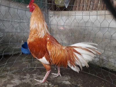 Gà đá. Mua bán Gà tại Huyện Hồng Dân Bạc Liêu được đăng bởi Đỗ Tính