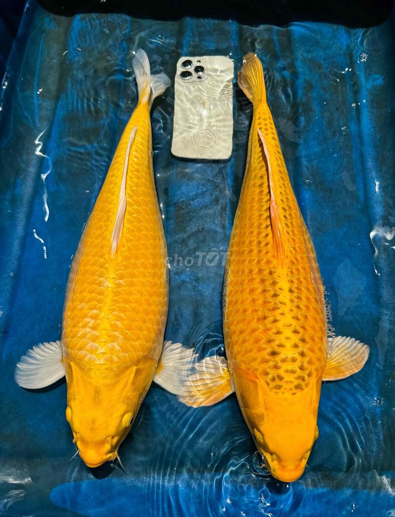 cặp cá KOI to khủng 50cm