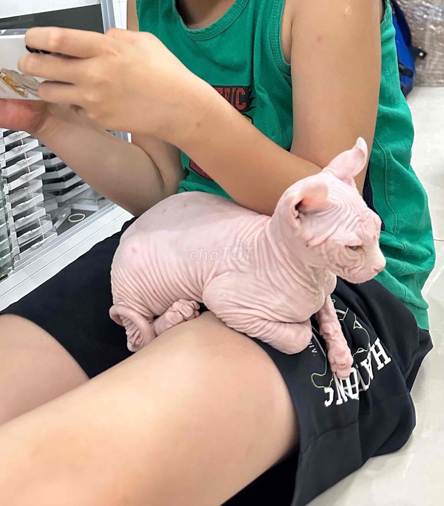 Mình cần tìm chủ cho bé mèo không lông