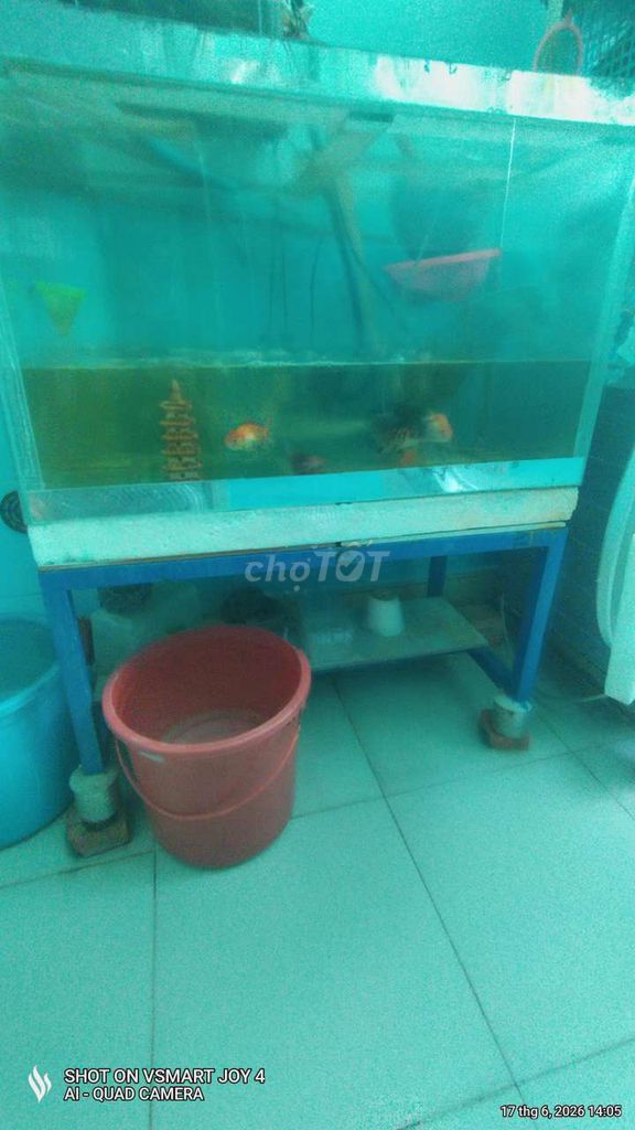 Bể cá cảnh 80x40x50cm kèm phụ kiện. Mua bán Phụ kiện, Thức ăn, Dịch vụ tại Quận Gò Vấp Tp Hồ Chí Minh được đăng bởi FUXON hình 1