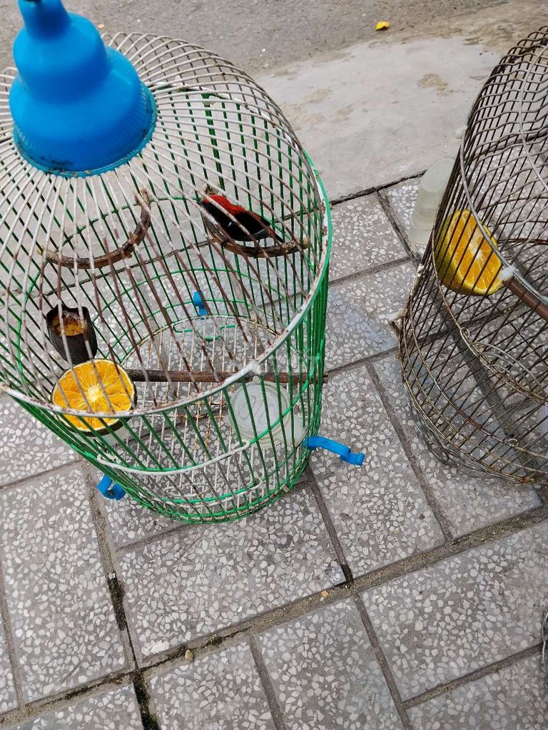 Chim hút mật Đa sắc Khỏe mạnh, thuần Hót suốt. Mua bán Chim tại Huyện Đức Hòa Long An được đăng bởi Hưng Nguyễn hình 1