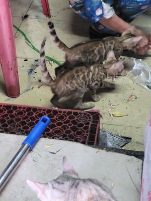 Bán mèo bengal. Mua bán Mèo tại Quận Bình Thạnh Tp Hồ Chí Minh được đăng bởi tuan