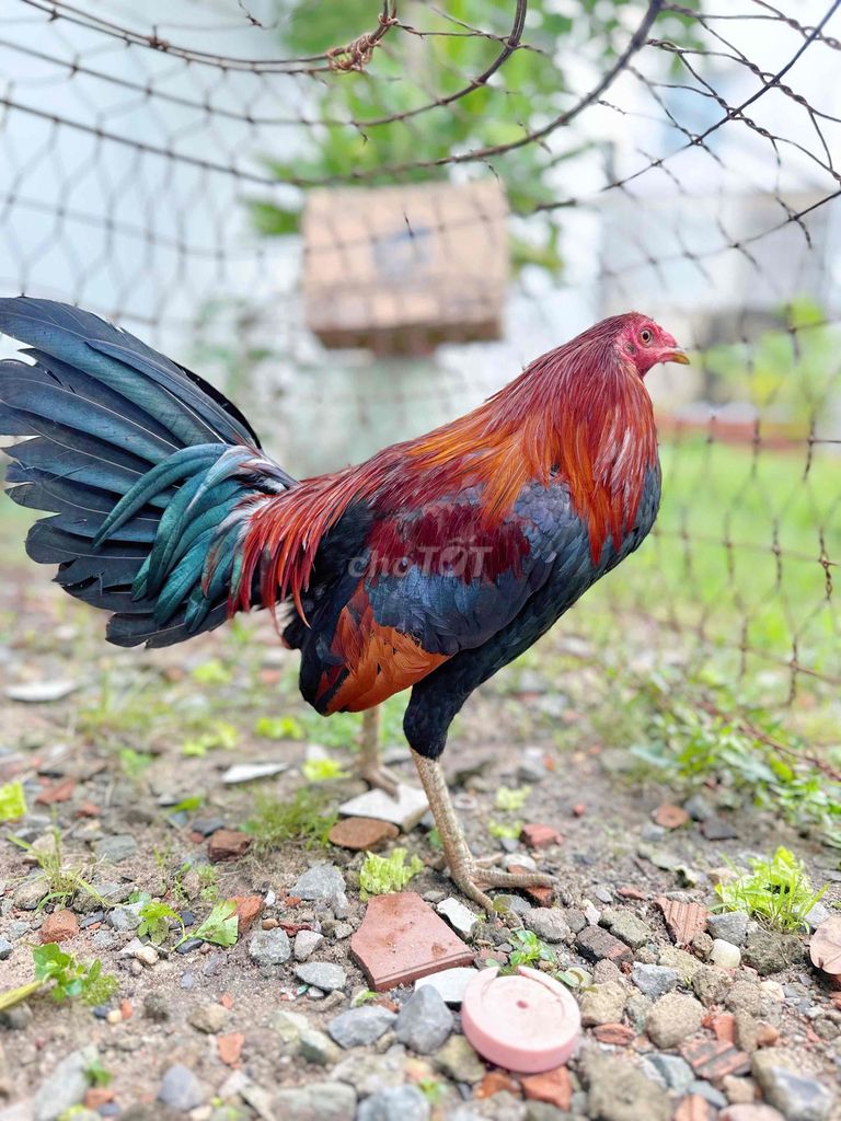 Xanh peru hatch 1k4 yếu còn lên gần xong lông. Mua bán Gà tại Quận 12 Tp Hồ Chí Minh được đăng bởi AV AV hình 1