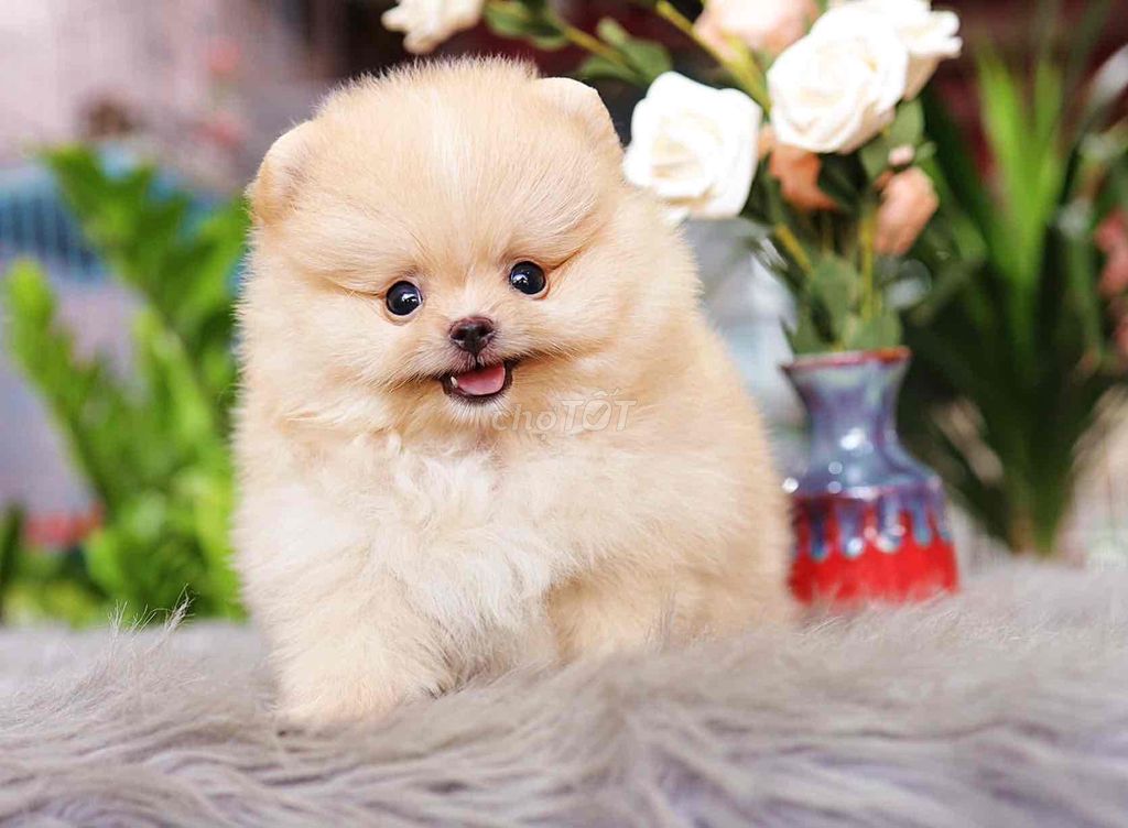 Chó Phốc sóc Mini cái. Mua bán Chó tại Quận Bình Thuỷ Cần Thơ được đăng bởi bm hình 1