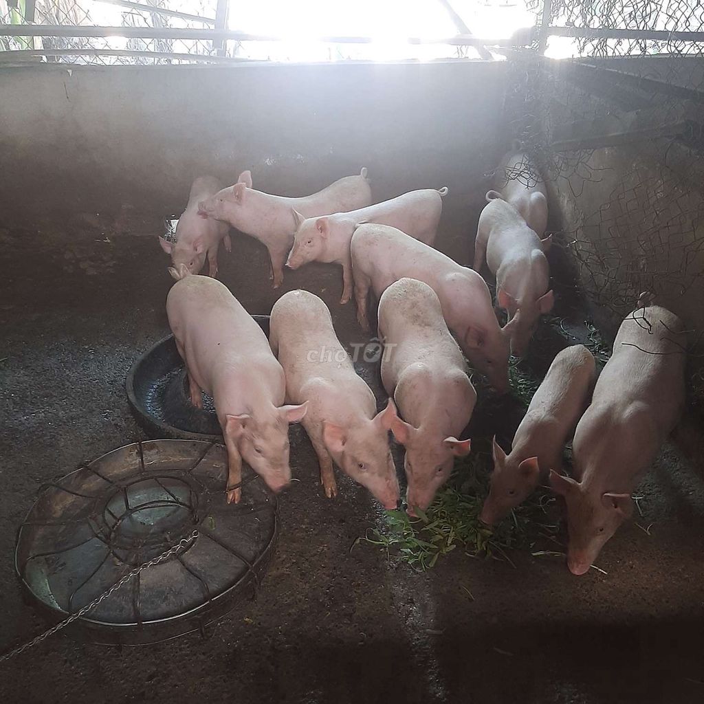 Heo Trắng 8 con làm giống. Mua bán Thú cưng khác tại Huyện Củ Chi Tp Hồ Chí Minh được đăng bởi Tài Pham hình 1