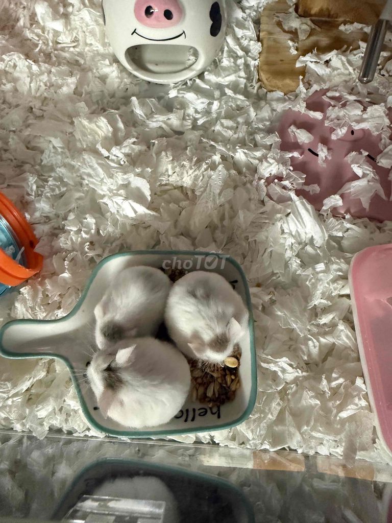 Chuột Hamster robo  Snow lỗi đực 1 tháng. Mua bán Thú cưng khác tại Quận Bình Tân Tp Hồ Chí Minh được đăng bởi phụng nhi hình 1