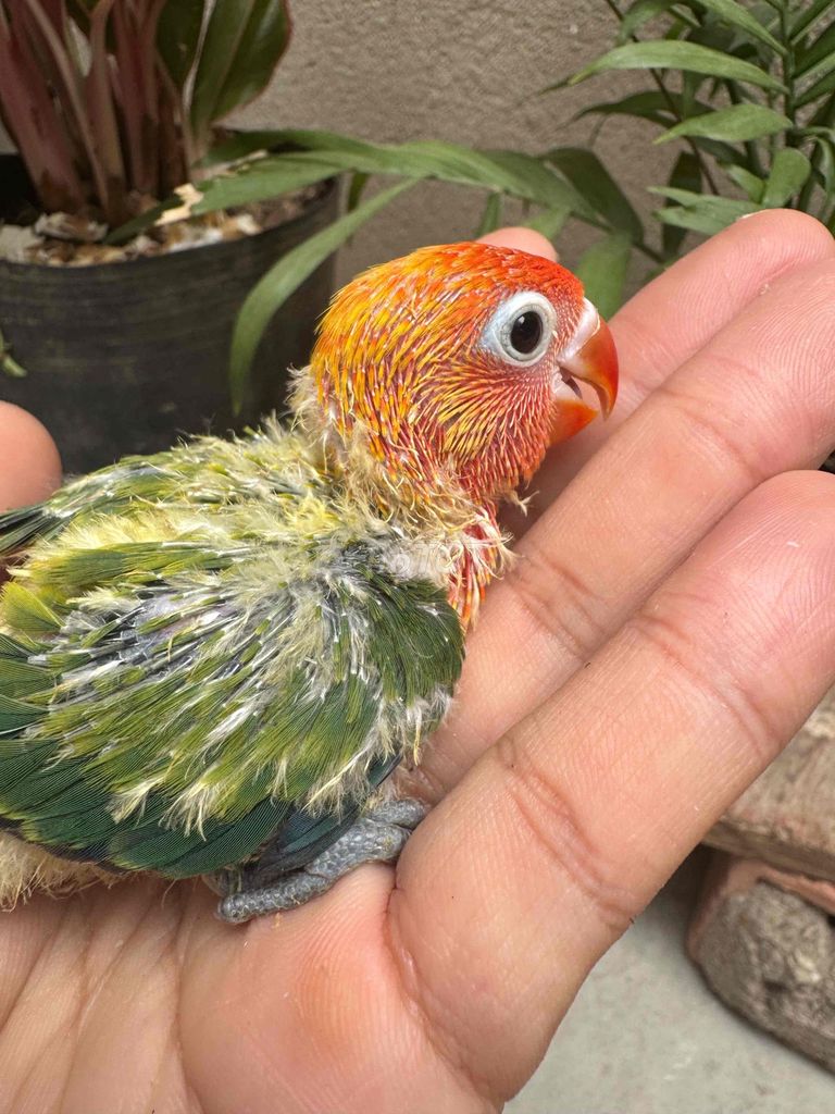 Vẹt Lovebird Ewing Xanh Đỏ. Mua bán Chim tại Huyện Hóc Môn Tp Hồ Chí Minh được đăng bởi Nguyễn Đức Minh hình 1