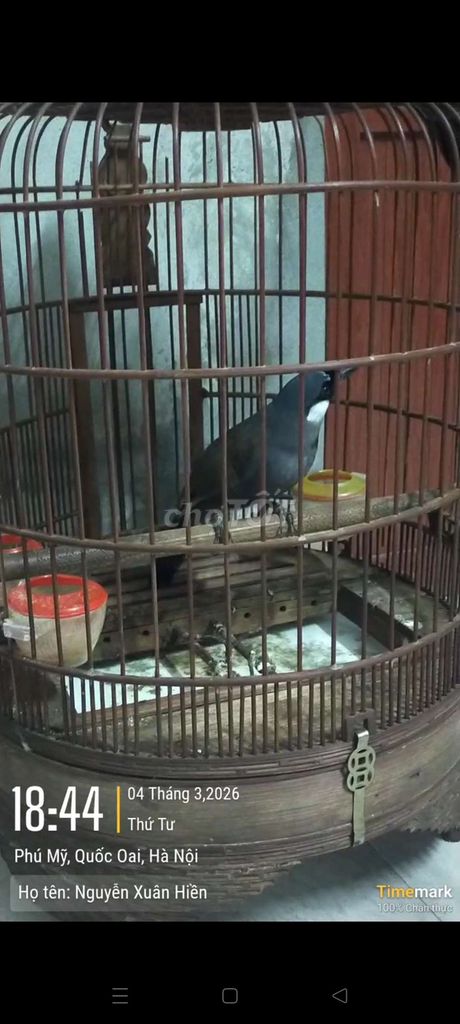 Chim Khướu mái thuần. Mua bán Chim tại Huyện Quốc Oai Hà Nội được đăng bởi Xuân hiền  hình 1
