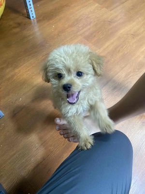 Chó Poodle Nâu vàng