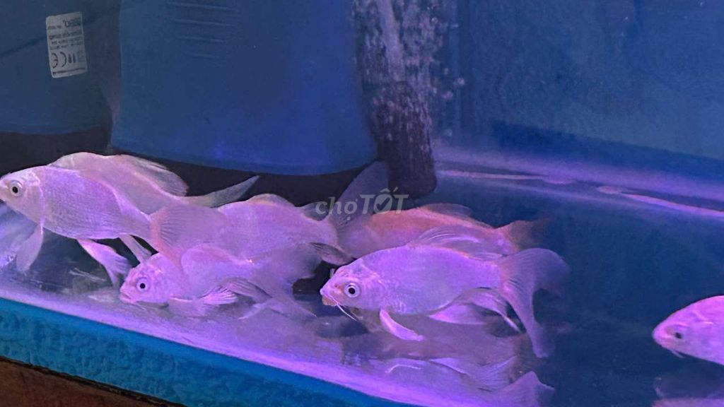 Chép Phi Tần Size 7-9cm