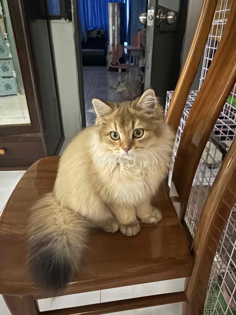 Mèo Golden đực 4 tháng tuổi. Mua bán Mèo tại Quận Bình Thạnh Tp Hồ Chí Minh được đăng bởi Anh Khoai hình 1