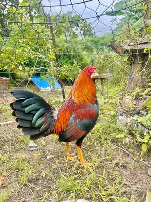 điều dán cánh đuôi lao chân vàng 1kg5. Mua bán Gà tại Huyện Chợ Mới An Giang được đăng bởi Lê Hải Đăng