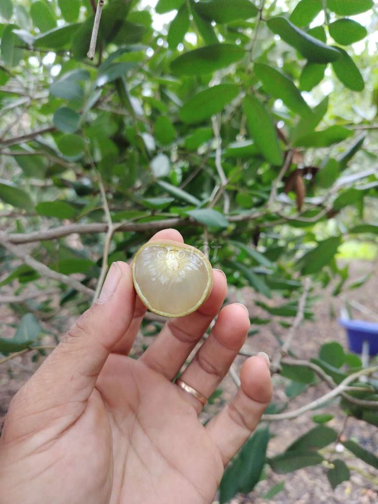 Nhãn xuồng cơm vàng chính hiệu. Mua bán Đồ ăn, thực phẩm và các loại khác tại Quận Tân Phú Tp Hồ Chí Minh được đăng bởi Kha Phước Nguyên hình 3