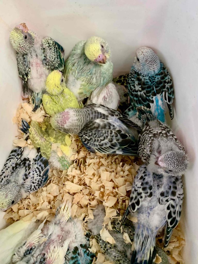 Vẹt Yến phụng non đa sắc. Mua bán Chim tại Huyện Củ Chi Tp Hồ Chí Minh được đăng bởi Tuyết Tuyết hình 1