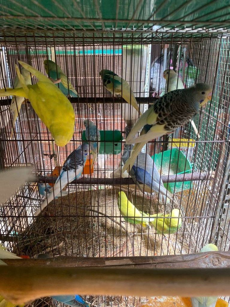 Vẹt yến phụng Hà Lan đẹp nhiều màu. Mua bán Chim tại Quận 12 Tp Hồ Chí Minh được đăng bởi Diễm Hương hình 1