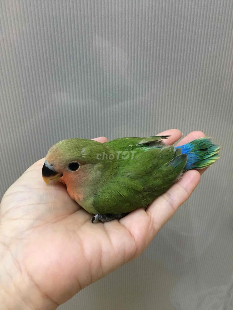 Lovebird non ko viềng đút bột