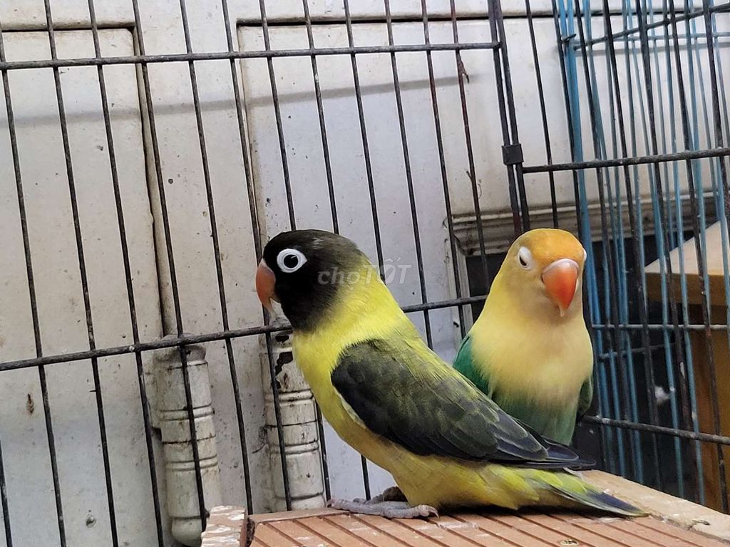 Dư cặp Vẹt Lovebird mới bắt cặp