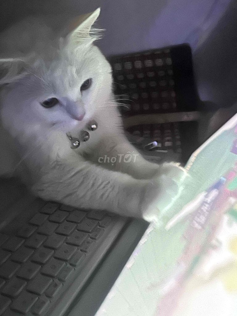 Mèo Anh lông dài trắng 1 tháng đã tiêm. Mua bán Mèo tại Quận Ngũ Hành Sơn Đà Nẵng được đăng bởi Nguyễn Hà Vy hình 1