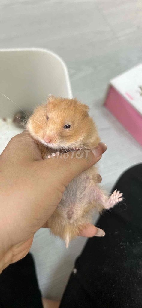 Hamster Bear Cái Vàng cinnamon. Mua bán Thú cưng khác tại Huyện Nhà Bè Tp Hồ Chí Minh được đăng bởi Kem Dâu  hình 1