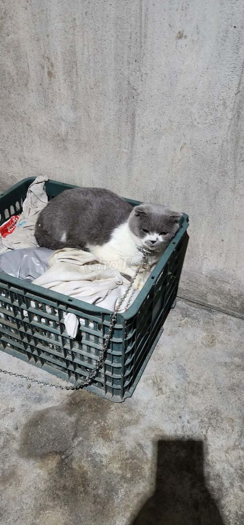 Mèo Anh lông ngắn 3 tuổi. Mua bán Mèo tại Huyện Gia Lâm Hà Nội được đăng bởi Thomas nguyen hình 1