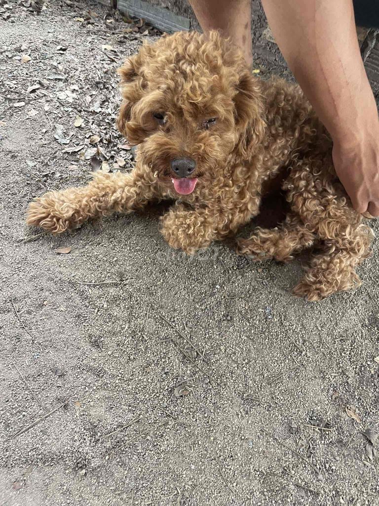 Chó Poodle đực gần 1 năm. Mua bán Chó tại Huyện Đức Linh Bình Thuận được đăng bởi Thịnh hình 1