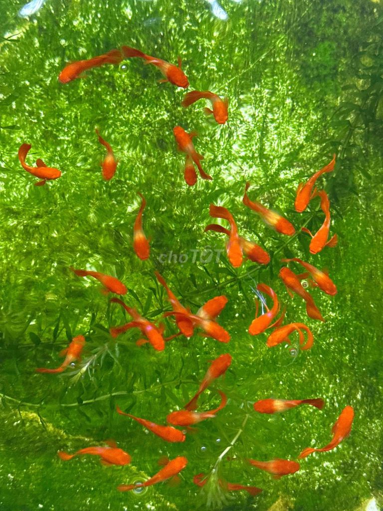 Cá Koi Red Ear Short Guppy Đỏ. Mua bán Thú cưng khác tại Quận Hải Châu Đà Nẵng được đăng bởi Mai Phương hình 1