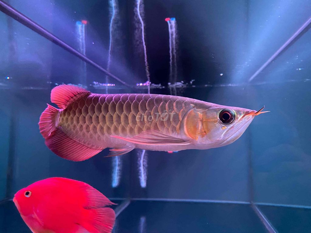 cá rồng huyết long. Mua bán Thú cưng khác tại Thành phố Bến Tre Bến Tre được đăng bởi Liêu thái bảo hình 5