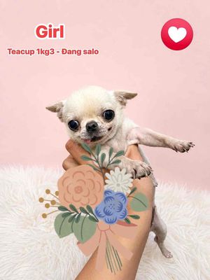 🍒🍒 CHIHUAHUA TEACUP (GIRL) TRƯỞNG THÀNH 1KG3 ĐẸP V