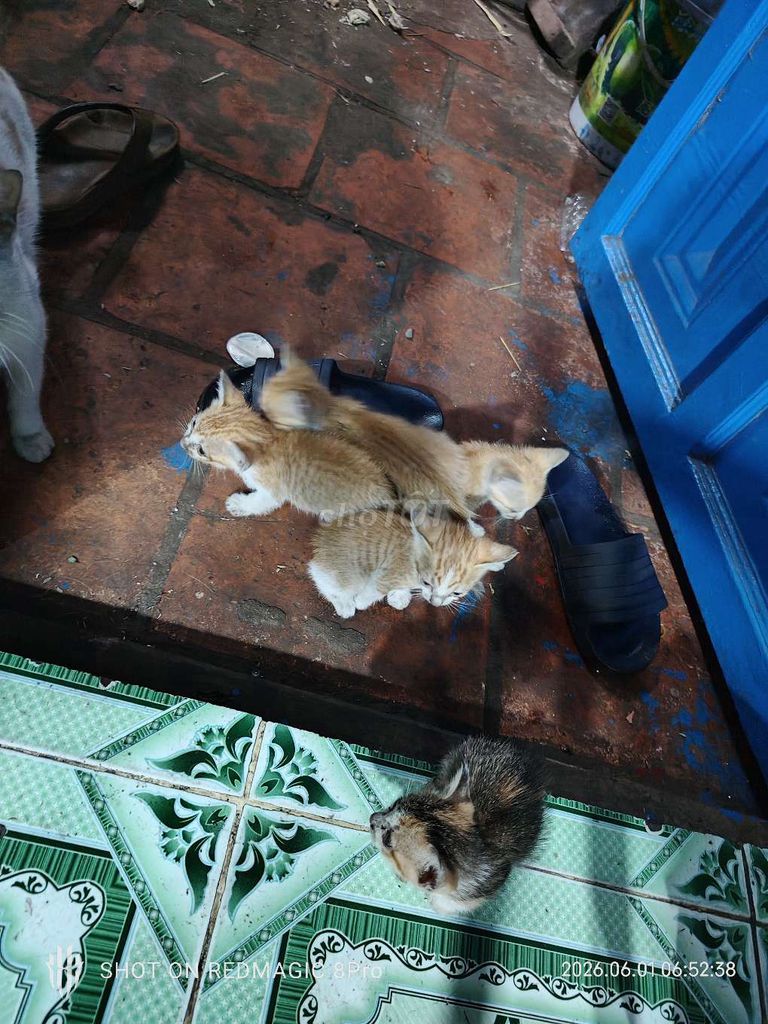 Mèo con Vàng đen khỏe mạnh. Mua bán Mèo tại Huyện Long Thành Đồng Nai được đăng bởi Tiến Thành hình 1
