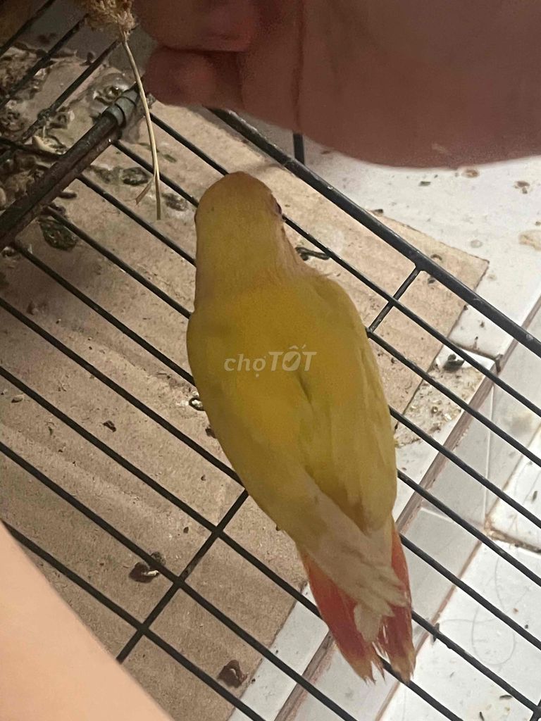 lovebird vàng mặt đỏ. Mua bán Chim tại Quận Ninh Kiều Cần Thơ được đăng bởi Bh hình 1