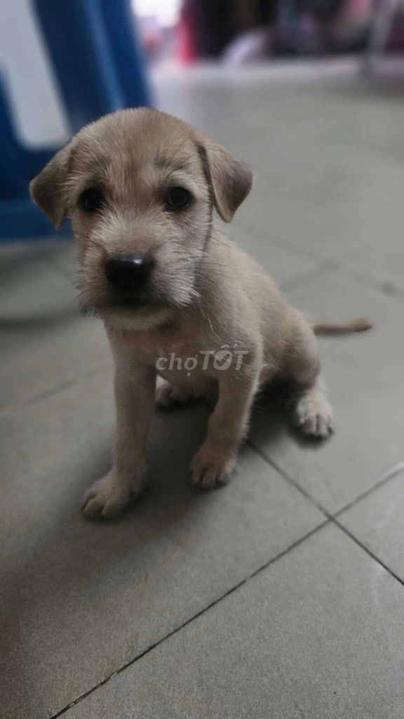 Chó con lai Phú Quốc. Mua bán Chó tại Quận 3 Tp Hồ Chí Minh được đăng bởi GIAO hình 1