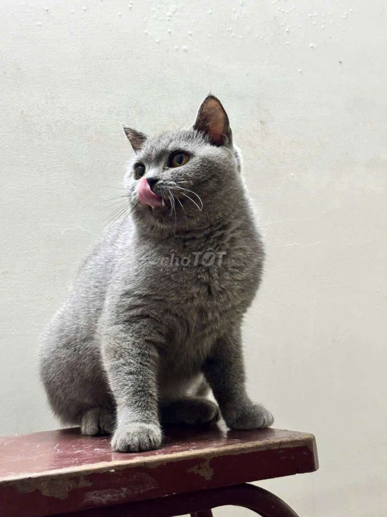 Mèo anh lông ngắn. Mua bán Mèo tại Quận Gò Vấp Tp Hồ Chí Minh được đăng bởi SuHao hình 1