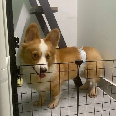 Chó Corgi. Mua bán Chó tại Quận Bình Thạnh Tp Hồ Chí Minh được đăng bởi Nguyen