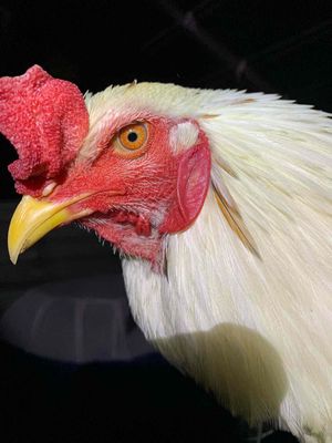 Gà bướm chân vàng hiện trạng 2,9. Mua bán Gà tại Huyện Càng Long Trà Vinh được đăng bởi Trường AN Văn Nguyễn