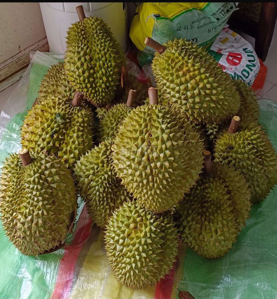 Sầu Riêng  Chín Cây. Mua bán Đồ ăn, thực phẩm và các loại khác tại Huyện Phong Điền Cần Thơ được đăng bởi An Thúy hình 1
