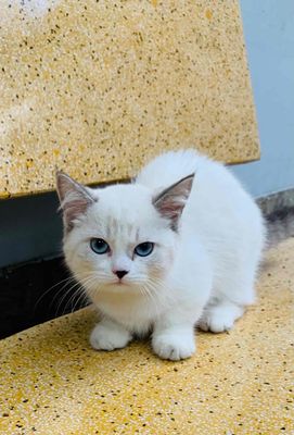 Mèo Anh lông ngắn cái 2 tháng chân lùn