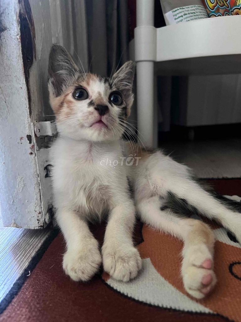 Mèo Tam thể Cái 2 tháng Trắng đen cam. Mua bán Mèo tại Thành phố Thủ Đức Tp Hồ Chí Minh được đăng bởi Cao Thị Hồng Sang hình 1