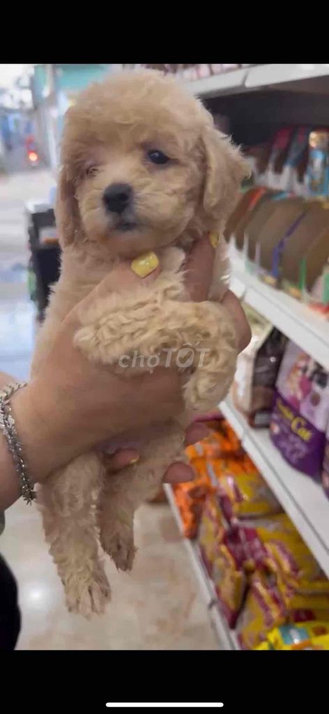 Chó Poodle con. Mua bán Chó tại Thành phố Vũng Tàu Bà Rịa - Vũng Tàu được đăng bởi Lượm Dog Shop hình 5