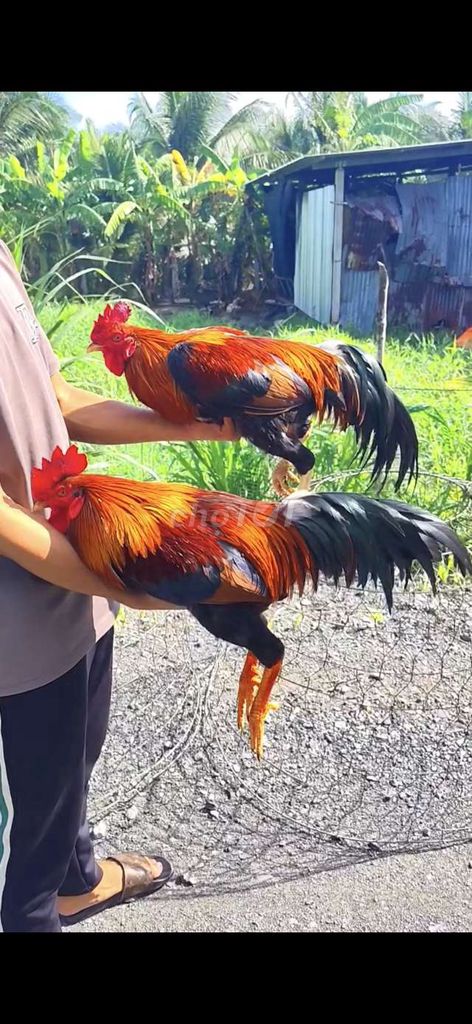 Gà chọi Điều Gà tơ 3k với 3k3. Mua bán Gà tại Huyện Gò Công Tây Tiền Giang được đăng bởi gà lấu gò Công hình 1
