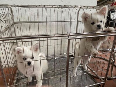 chó phốc sóc lai. Mua bán Chó tại Huyện Thuận Thành Bắc Ninh được đăng bởi Nguyễn Văn Phương