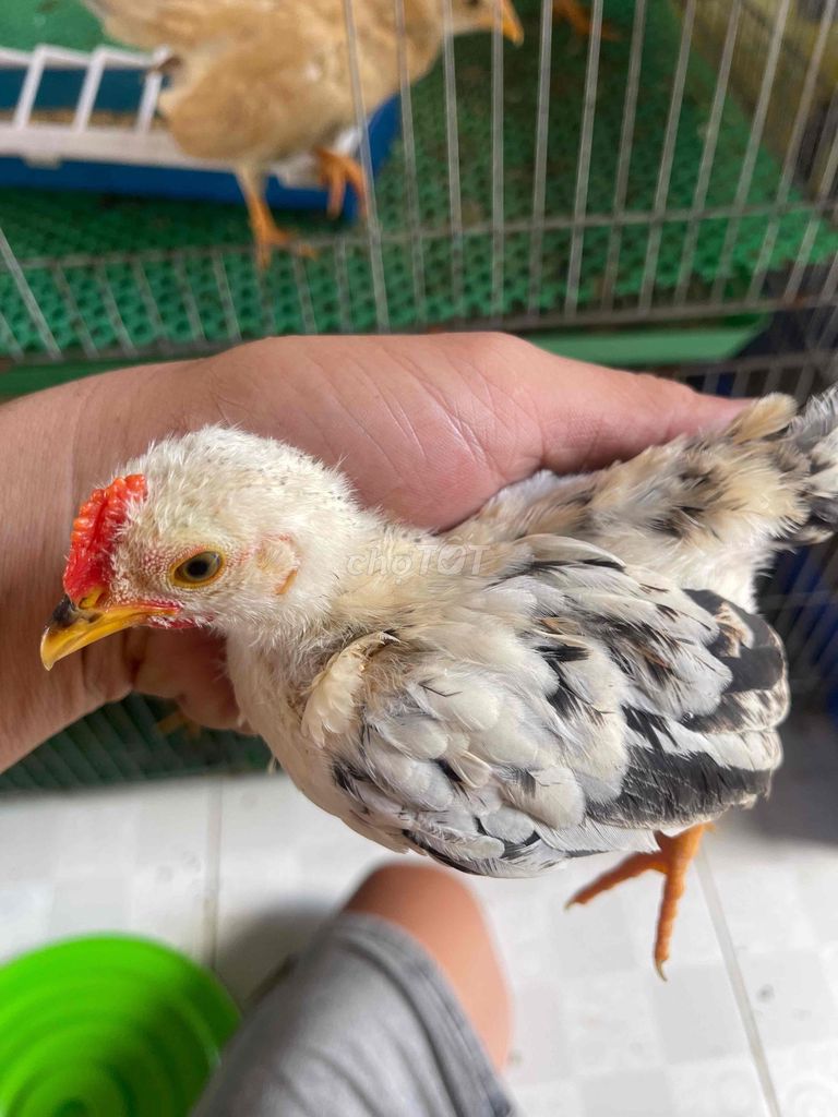 Gà tre đa sắc trống mái. Mua bán Gà tại Huyện Châu Thành Kiên Giang được đăng bởi lộc lợi hình 1