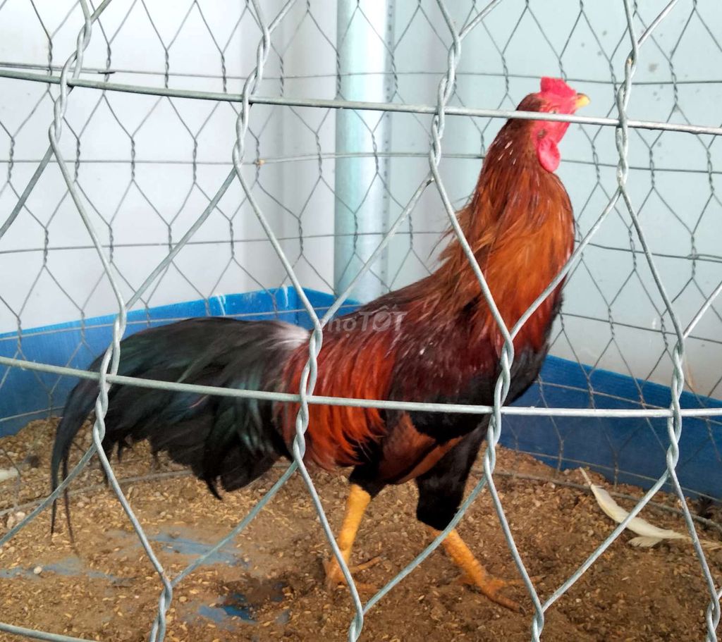Gà Đỏ đen 2.2kg. Mua bán Gà tại Huyện Chợ Gạo Tiền Giang được đăng bởi Trại gà nồi Trần Duy hình 1