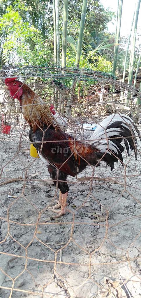 3 kg tơ zin tay tốt mau chơi. Mua bán Gà tại Huyện Phong Điền Cần Thơ được đăng bởi Ký cần Thơ  hình 1