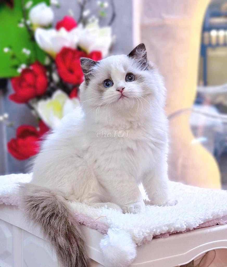 Mèo ragdoll thuần chủng siêu xinh