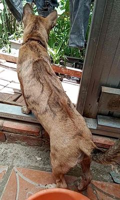 Chó Phú Quốc vện 3 tháng