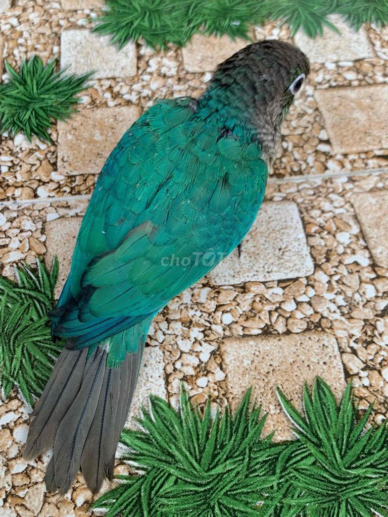 Vẹt thuần quấn chủ GreenCheck Blue dạy nói. Mua bán Chim tại Quận Gò Vấp Tp Hồ Chí Minh được đăng bởi Huynh Anh hình 1